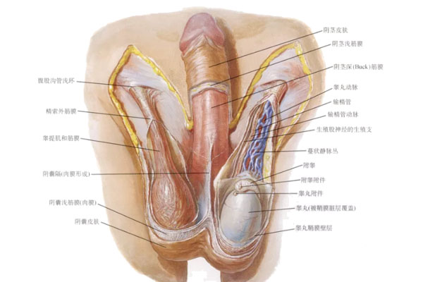 同房过后睾丸隐隐疼痛(图1)