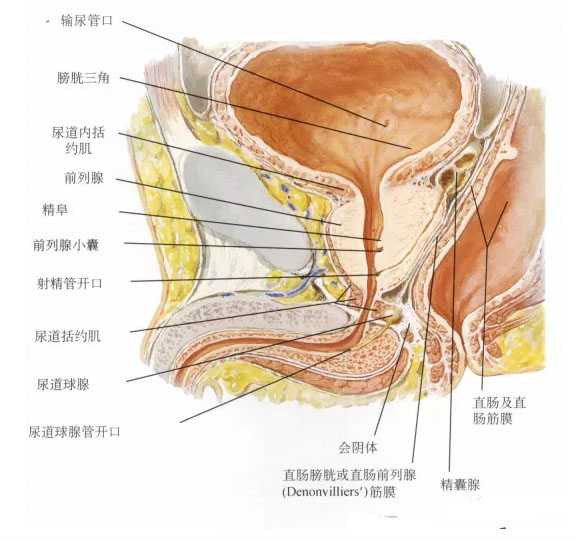 同房过后睾丸隐隐疼痛(图2)
