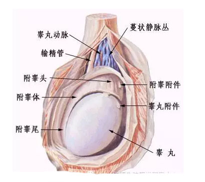 同房过后睾丸隐隐疼痛(图3)